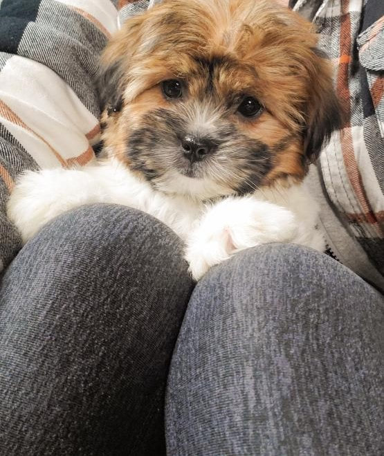 Shorkie Puppies For Sale Cooper