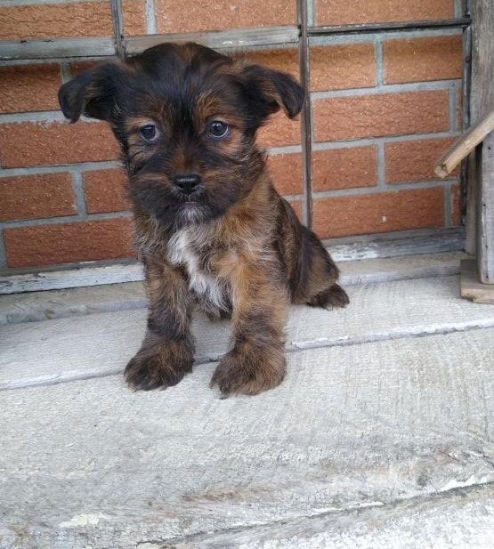 Shorkie Puppies For Sale prince