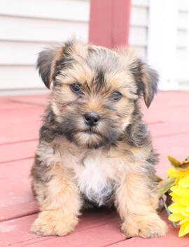 Shorkie Puppies For Sale Sam