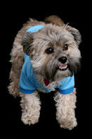 shorkie cattery Gallerry photo