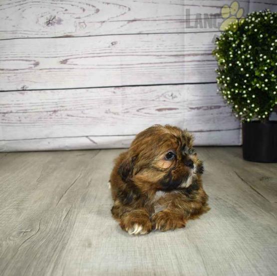 Shorkie Puppies For Sale Lee
