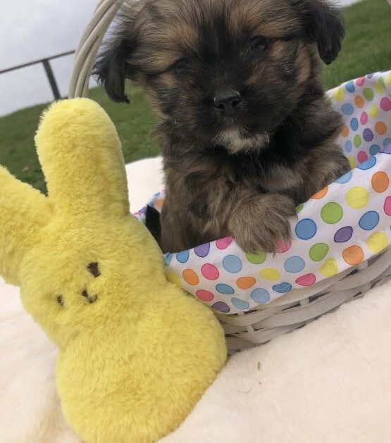 Shorkie Puppies For Sale Winston
