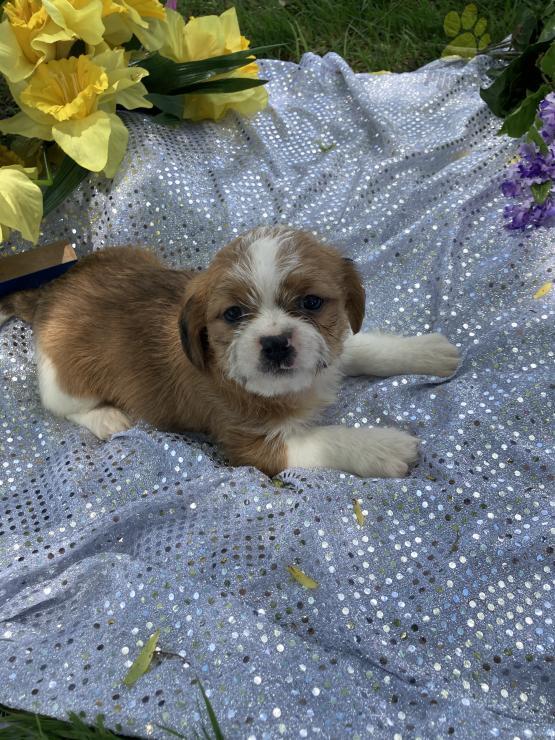 Shorkie Puppies For Sale Kisses