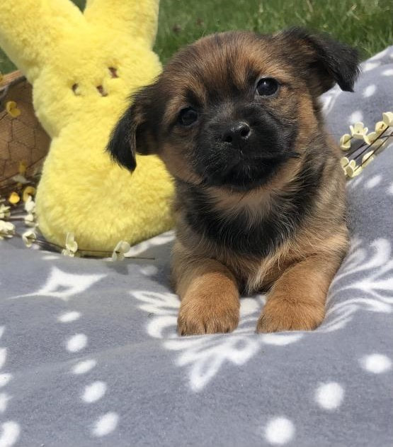 Shorkie Puppies For Sale Peru