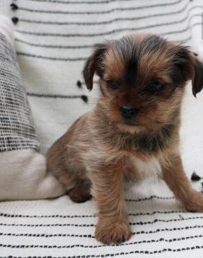 Shorkie Puppies For Sale Marie