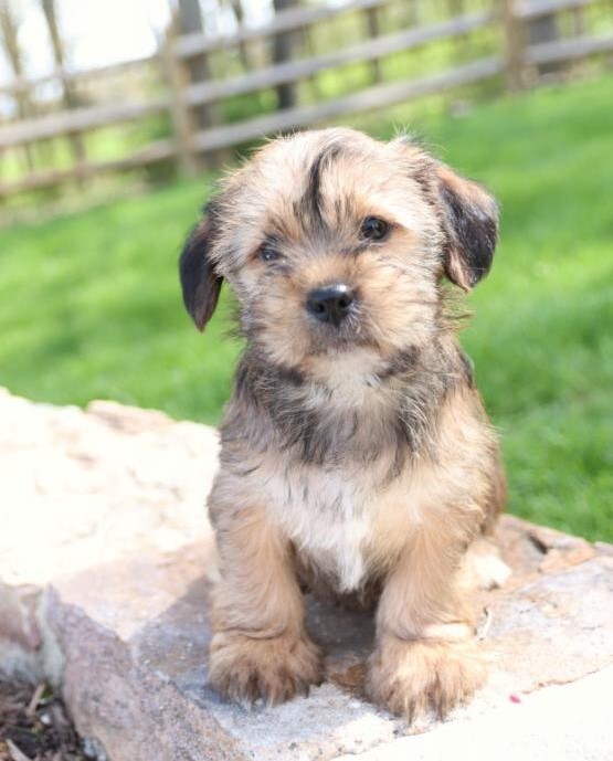 Shorkie Puppies For Sale Cham